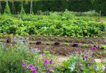 Đất xen kẹt, đất vườn có làm được sổ đỏ không?